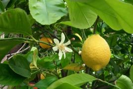 Почему лимон не цветет и не плодоносит?