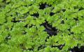 Азолла каролинская, или водяной папоротник (Azolla caroliniana) Водный папоротник азолла