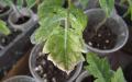 Мало рассады — не беда: выращивание помидоров из пасынков поможет увеличить количество и качество будущего урожая Вырастить помидоры из пасынков поделитесь опытом