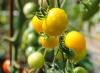 Описание лучших сортов желтых и оранжевых томатов