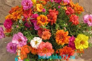 Портулак — яркий цветочный коврик Портулак барокко выращивание из семян