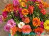 Портулак — яркий цветочный коврик Портулак барокко выращивание из семян