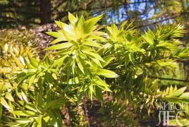 Листья араукарии. Подробно о сливе. Выращивание, полезные свойства и выбор сорта. Араукария в саду