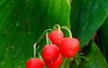Кустарник с красными ягодами (фото)