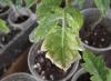 Мало рассады — не беда: выращивание помидоров из пасынков поможет увеличить количество и качество будущего урожая Вырастить помидоры из пасынков поделитесь опытом