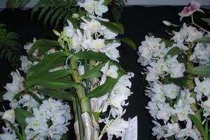 Дендробиум Кинга – австралийская орхидея в условиях средней полосы Дендробиум кинга стали серебряные листья