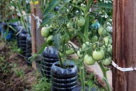 Как правильно подвязывают помидоры Какой веревкой подвязывать помидоры